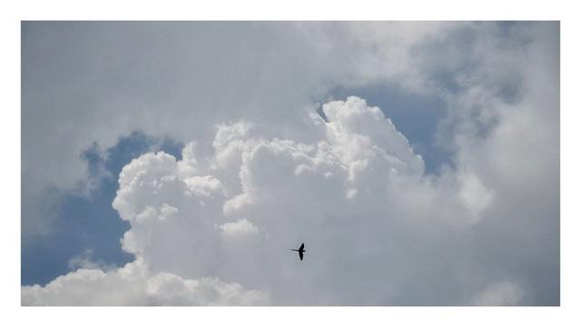 a single bird silhouetted against dramatic cumulus clouds, with soft light and contrast that adds a serene yet powerful mood. The framing, giving space to the sky and clouds, enhances the feeling of freedom and vastness.