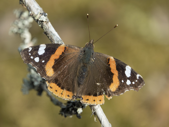 Amiraaliperhonen. Red admiral.