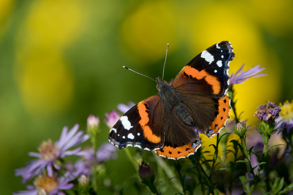 Amiraaliperhonen. Red admiral.
