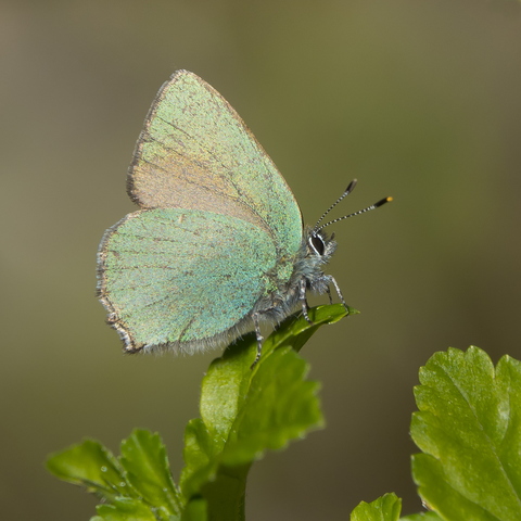 Kangasperhonen on pieni ja upea! The green hairstreak butterfly is small and gorgeous!
