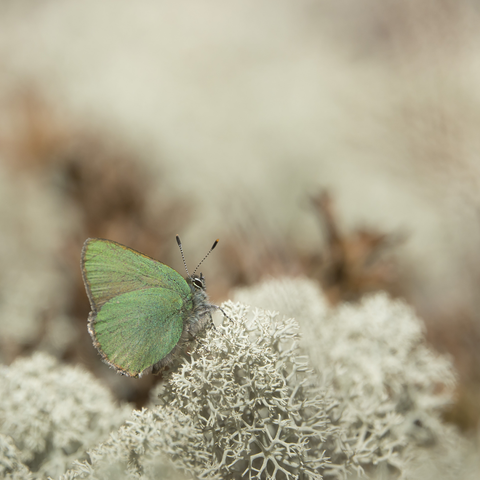 Kangasperhonen on pieni ja upea! The green hairstreak butterfly is small and gorgeous!