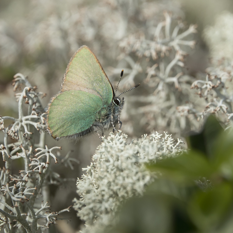 Kangasperhonen on pieni ja upea! The green hairstreak butterfly is small and gorgeous!