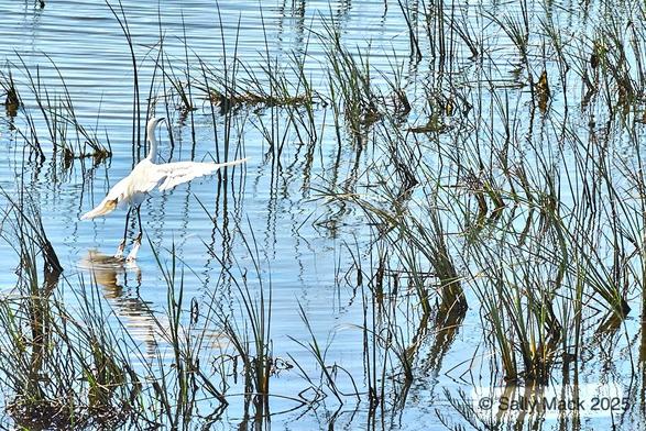 Color photo of green reeds in blue water. At the left of the frame, a great egret is launching into flight, wings outspread, water dripping from her feet.