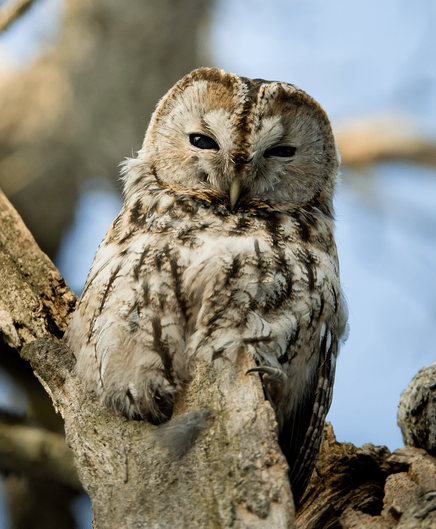 Lehtopöllö keväisessä ilta-auringossa. A tawny owl in a sunlight of the spring evening.