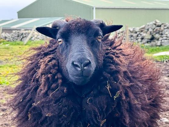 Black shetland sheep