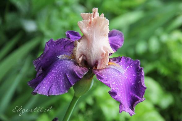 Bright green out of focus leaves in the background. Close up of a bearded iris: deep purple, almost fuscia-colored outer petals, ruffled, with closed pale pink/coral inner petals. Raindrops over the whole thing. It's a gorgeous flower. I probably should dig them up and divide, but I'm afraid of moving them.