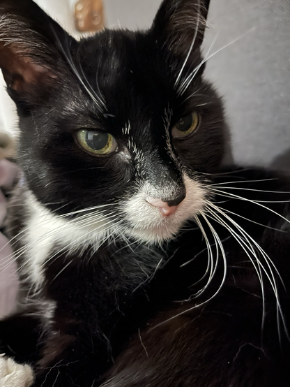 Shaggy tuxedo cat wishing you all a good night