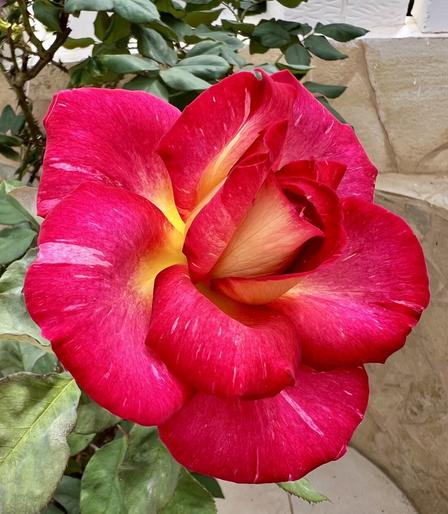 Today is a rather special remembrance day. Nothing more to add that the world needs to know other than the many fond memories from over the years still lingering around vividly in my mind. To honour that, here's a red rose in full bloom from the terrace parterre 🌹😍👍🏻