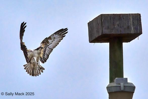 Color photo of an osprey flying toward a nest from below it. The bird is in the left of the frame, wings outspread and curved, tail feathers extended. The top of the wings are slightly below the top of the nesting box.The nest is a wooden box on a pole. The background is blue sky.
