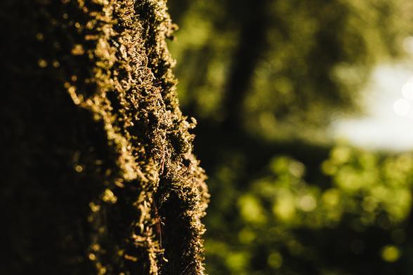 Close-up of tree bark covered in sunlit moss, with the background softly blurred into rich green tones. The image captures a golden-hour glow, emphasizing texture and natural warmth.