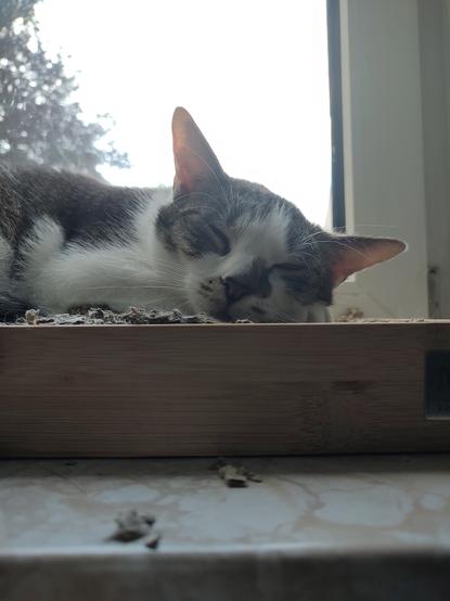 Der Kater Sammy liegt dösend auf der Fensterbank. Die Augen ganz leicht geöffnet