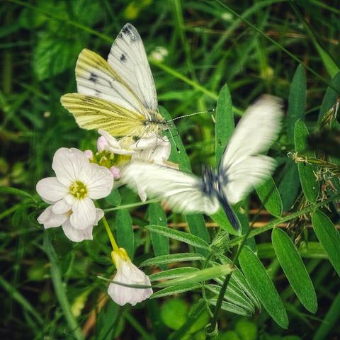 Two green-veined white butterflies interact with a cluster of small white flowers against a soft-focus background of lush green foliage. One butterfly is clearly visible on a flower, while the other is blurred in motion, suggesting it's just landed or is about to take flight. The image has a natural, slightly desaturated feel.