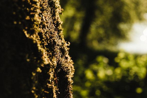 Close-up of tree bark covered in sunlit moss, with the background softly blurred into rich green tones. The image captures a golden-hour glow, emphasizing texture and natural warmth.
