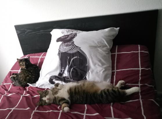 Kater Harvey und Katze Muffin liegen auf einem Bett. Muffin hat schwarzes Fell mit roten und weißen Sprenkeln. Sie  ist zusammen gerollt und schaut in die Kamera. Harvey ist braun mit schwarzen Streifen, weißen Pfoten und weißem Bauch. Er liegt lang gestreckt vor einem weißen Kissen auf dem die Göttin Bastet in Katzengestalt abgebildet ist.