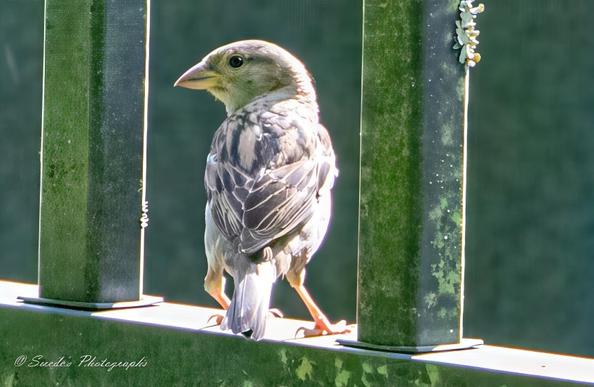 "The image captures a female house sparrow perched delicately on the bottom rung of a black wrought iron fence. The dark metal contrasts beautifully with her soft, earthy tones, making her presence even more striking. Small patches of lichen cling to the iron, adding texture and hints of green to the otherwise monochromatic structure.

Her compact frame is adorned with subtle shades of brown and gray, blending harmoniously with the environment. Her underbelly is a pale, muted tone, while the feathers on her back display intricate patterns of warm browns and gentle streaks. She grips the cold metal firmly with her tiny claws, exuding both fragility and quiet resilience.

Her beady, dark eyes shine with curiosity, and her petite, pointed beak is poised as if she’s mid-thought. The sunlight filters through the surroundings, casting soft highlights across her delicate features. Though she lacks the bold markings of a male house sparrow, there is an undeniable elegance in her understated beauty." - Copilot