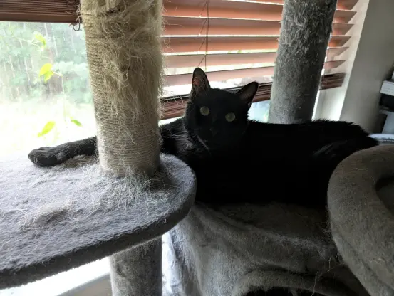 A photo of a black cat looking at you and laying on a kitty tower with one paw stretched out across a second platform.