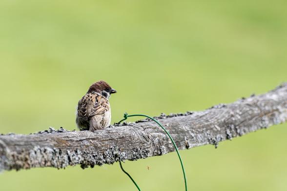 The image shows a tree sparrow on a lichen-covered, wooden fence rail. This small brown bird is distinguished by a black ear patch on its white cheek. Its wings display a pattern of alternating light and dark brown tones. The background is a nearly uniform grassy green, suggesting that this scene took place in a garden or park with a large lawn.