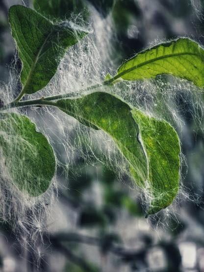 A close-up shot of vibrant green willow leaves, covered in delicate, white, fluffy seeds. The fluff forms a soft, intricate web over the leaves, creating a dreamy, ethereal texture. The background is softly blurred, enhancing the focus on the foreground's natural beauty.