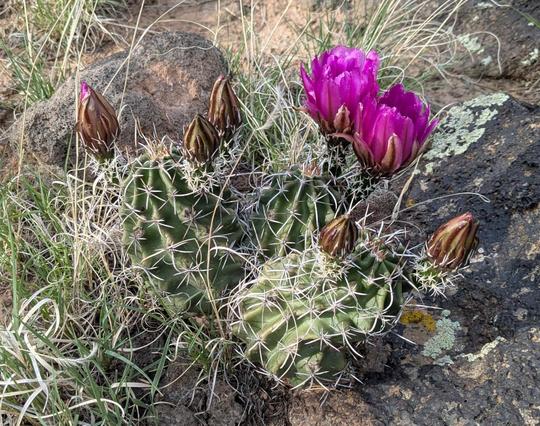 A cactus with several small round lobes is covered with large buds. Two of the buds have opened to reveal bright magenta flowers. One or two of the remaining buds have hints of magenta at their tips, suggesting they might open soon.