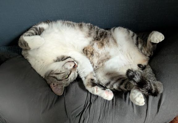 Grey and white tabby cat sleeping on his back with his legs and tail in the air. He looks uncomfortable!