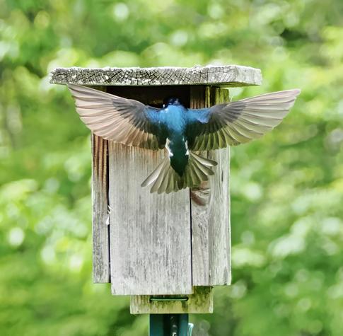 A tree swallows spreads its wings wide preparatory to landing in the opening in the nest box. Its body feathers are an iridescent blue, while its wing and tail feathers are various shades of gray.