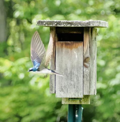 Here the adult swallow has just exited the box. You can see that its throat chest and belly are pure white and its eyes have black around them.