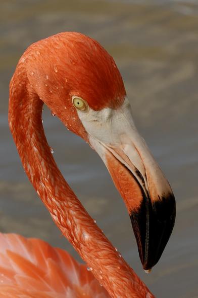 A brilliant bird the color of bubble gum with a massive beak.