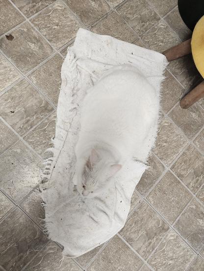 white cat lying on a white rag on a kitchen floor.