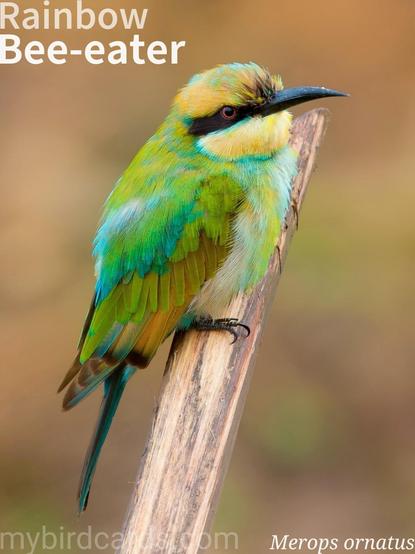 🌏 Rainbow bee-eater (Merops ornatus) 

The rainbow bee-eater is a strikingly colourful bird, predominantly green with a yellow throat, black eye-stripe, chestnut nape, and a blue rump. Adult males possess elongated central tail feathers. It's widely distributed across Australia, migrating north from southern regions during winter, and also found in eastern Indonesia, New Guinea, and some Pacific islands. These highly social birds are typically seen in small flocks. They hawk insects, especially bees and wasps, on the wing from an exposed perch, and nest colonially in burrows dug into sandy banks or flat ground.

Conservation status: Least Concern (IUCN 3.1)

📷: Photo by Kanenori via Pixabay https://pixabay.com/photos/bird-bee-dome-merops-ornatus-2224158/

MJBM