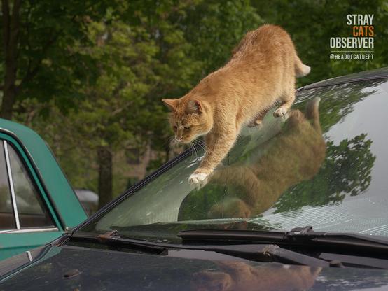 Ginger cat climbs down the windshield of a car from the roof