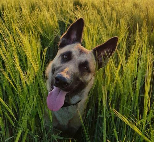 Belgischer Schäferhund Malinois