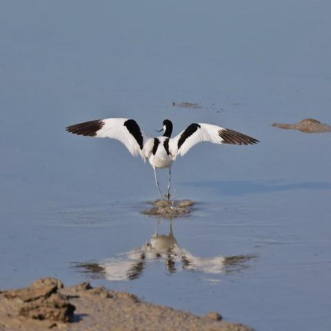 Säbelschnäbler (Recurvirostra avosetta)
Im flachen Wasser stehend. Von hinten, die Flügel ausbreitend.