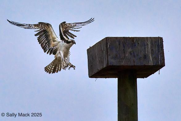 Color photo of an osprey flying toward a nest from below it. The bird is in the left of the frame, wings raised, top portions at right angles, tail feathers and feet extended. The bird is slightly below the top of the wooden nesting box on a pole. The background is blue sky.