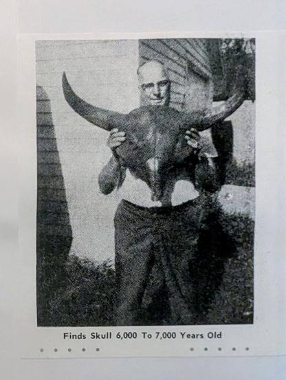 Construction site inspector holding bison skull.