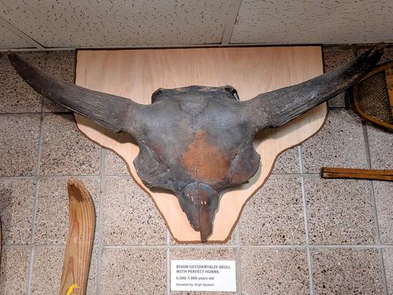 Bison occidentalis skull