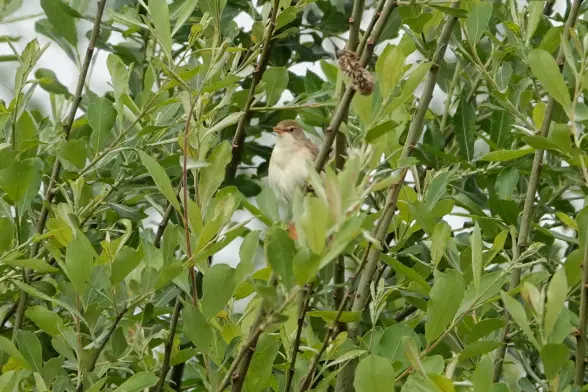 From far away photo of a marsh warblers in a tree singing.