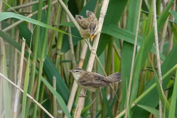 Two sedge warbler hanging on reed. The juvenile (up) beak wide open begging for food. Parent below.