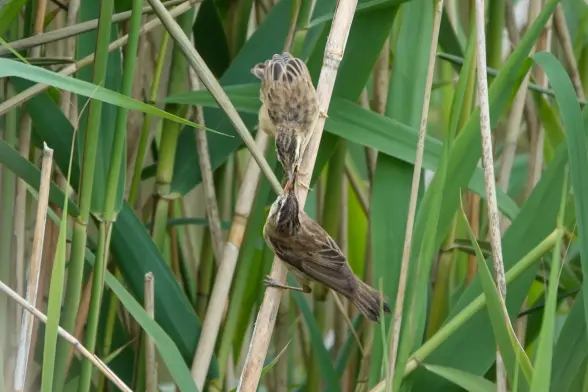 Two sedge warblers on to reed the adult below feeding the upper juvenile.