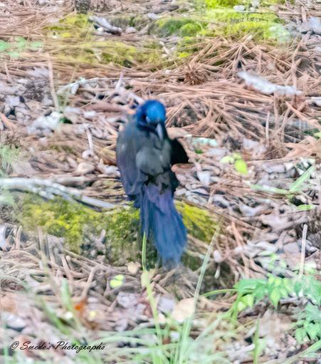 "The image features a common grackle standing on a forest floor covered in dry pine needles, leaves, and patches of green moss. The bird’s head gleams with an iridescent blue sheen, contrasting with its darker body feathers. The focus is slightly soft, adding a mysterious, almost dreamlike quality to the scene. The signature "Swede's Photographs" appears in the bottom left corner, marking the image’s origin." - Copilot