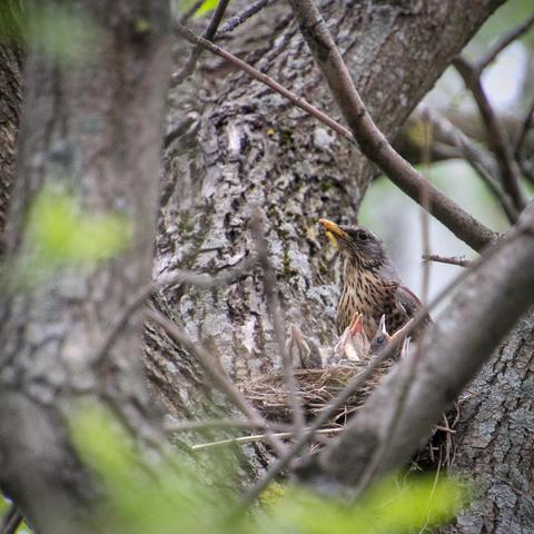 A fieldflare in its nest with several little nestlings, a trunk and branches around.