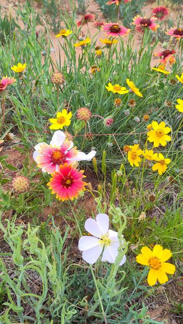 A bunch of flowers by the path surrounded by green. There are yellow flowers abd whote flowers, and my favorites that are dark red in thr center with petals thwt are bright pink-red with a yellow fringe. The dirt colored ground can just br made out underneath it all.