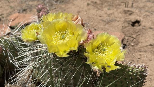 A prickly pear cactus shows off its yellow flowers. Rocks and sand in the background, and a couple blades of grass in the foreground.