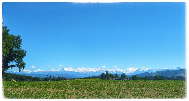 A field with some young cabbage like plants. Snow covered mountains at the horizon, blue sky.