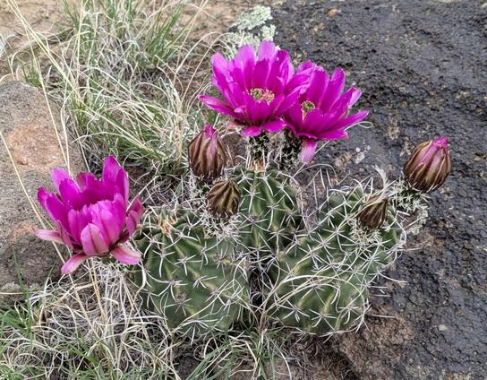 A small hedgehog cactus with three brilliant magenta flowers, seeming larger than the cactus they're on. Plus several buds yet to open.