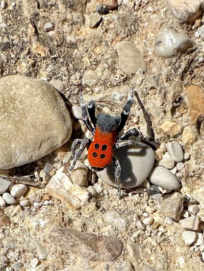 Males are brightly colored, typically with a red abdomen and black spots, resembling a ladybird (hence the nickname).