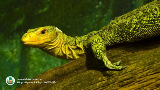 Quince Monitor #Lizards are named for their bright yellow skin and muscular bodies💛🍋🦎. They are #endangered 😿😭 by #palmoil #deforestation in #Indonesia 🇮🇩 Help them when you #Boycottpalmoil #Boycott4Wildlife @palmoildetect.bsky.social 🌴🩸☠️🚜🔥🧐🙊⛔️ https://palmoildetectives.com/2023/05/28/quince-monitor-banggai-island-monitor-varanus-melinus/?utm_source=mastodon&utm_medium=Palm+Oil+Detectives&utm_campaign=publer