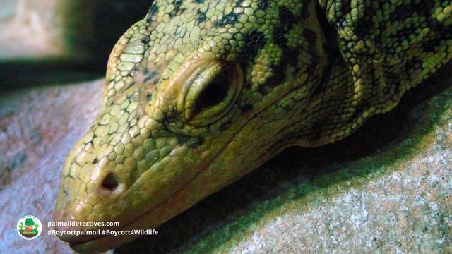 Quince Monitor #Lizards are named for their bright yellow skin and muscular bodies💛🍋🦎. They are #endangered 😿😭 by #palmoil #deforestation in #Indonesia 🇮🇩 Help them when you #Boycottpalmoil #Boycott4Wildlife @palmoildetect.bsky.social 🌴🩸☠️🚜🔥🧐🙊⛔️ https://palmoildetectives.com/2023/05/28/quince-monitor-banggai-island-monitor-varanus-melinus/?utm_source=mastodon&utm_medium=Palm+Oil+Detectives&utm_campaign=publer
