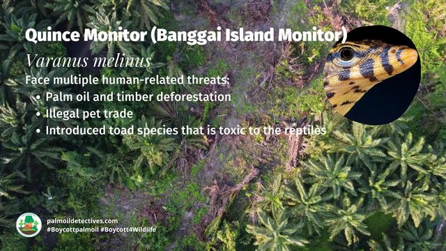 Quince Monitor #Lizards are named for their bright yellow skin and muscular bodies💛🍋🦎. They are #endangered 😿😭 by #palmoil #deforestation in #Indonesia 🇮🇩 Help them when you #Boycottpalmoil #Boycott4Wildlife @palmoildetect.bsky.social 🌴🩸☠️🚜🔥🧐🙊⛔️ https://palmoildetectives.com/2023/05/28/quince-monitor-banggai-island-monitor-varanus-melinus/?utm_source=mastodon&utm_medium=Palm+Oil+Detectives&utm_campaign=publer