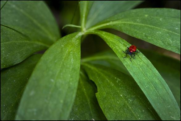 CAT
Potser no veuràs l'amplitud del món
ni on neixen els núvols i la pluja
Ni sabràs com es malmet
els boscos i els arbres.
Potser no sabràs res de tot això
ni que signifiquen les paraules:
Vermell sobre l'ombra
dels meus somnis.

OC
Podètz pas veire l'immensitat del mond
o ont naisson las nívols e la pluèja .
O saber cossí los bòsques e los arbres son damatjats.
Sabètz benlèu pas res sus tot aquò
o çò que los mots:
Roge sus l'ombra
de mos somnis significan.