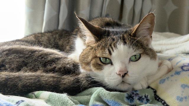 大柄なキジ白猫が室内の窓辺で寝そべっています。